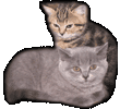 Питомник шотландских вислоухих и британских короткошерстных кошек "Scarlet sails" (Алые паруса)