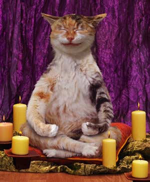 Буддистский кот Весьма редкая порода. В первую очередь выделяется постоянным пребыванием в состоянии транса и поиска Нирваны. Выходит из этого состояния лишь для принятия пищи и новой порции ганджубаса.
