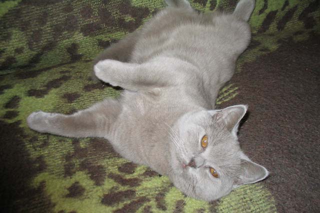 Кошка британская «Assol Beautiful Cat», лилового окраса. Первая кошка в нашем питомнике