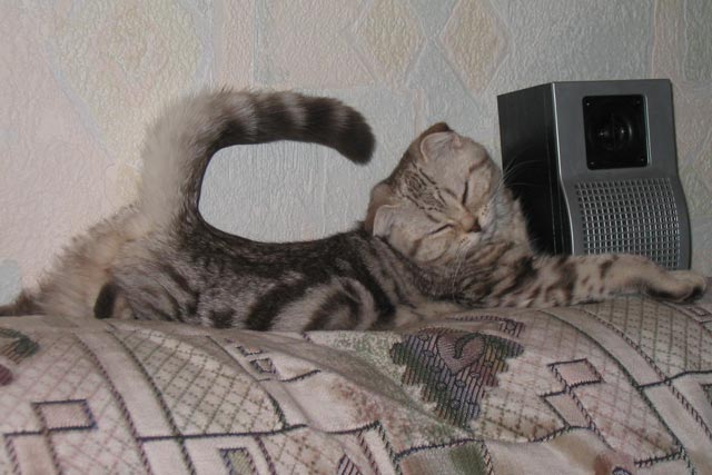 А так мы спим под музыку.  Шотландская вислоухая кошка по кличке Шарлин, окрас: hs 22.