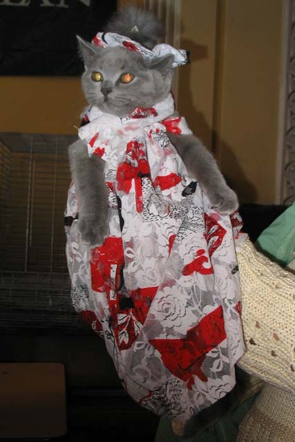   (   )<br>  2005.    . : Assol Beautiful Cat, :        "Scarlet sails".
