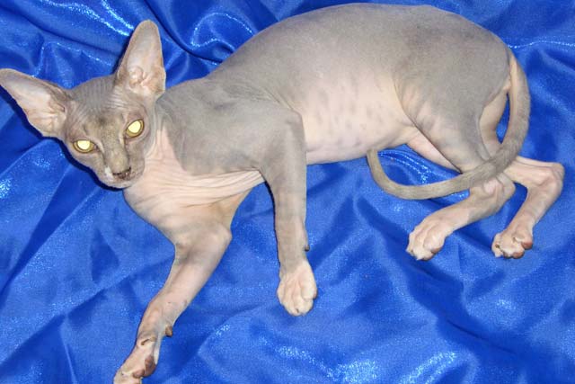 Кошка голубая с белым би-колор Margo Limini Beauty, колороноситель,  привезена из питомника Limini Beauty, для разведения в питомнике Marisen