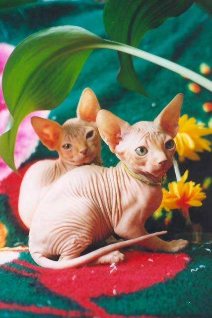 Котята красного окраса,  два месяца, кошечка Zlata Rea Gold и котик Zamir Rea Gold, из питомника Rea Gold